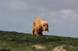 BASSET FAUVE DE BRETAGNE 022